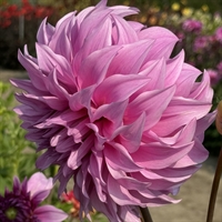 Dahlia Vassio Meggos 